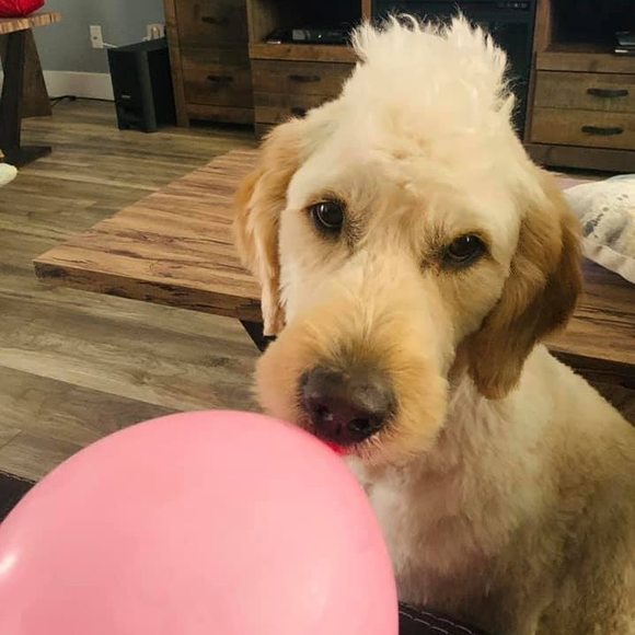 Meet your Posher, Amanda - Picture 1 of 1